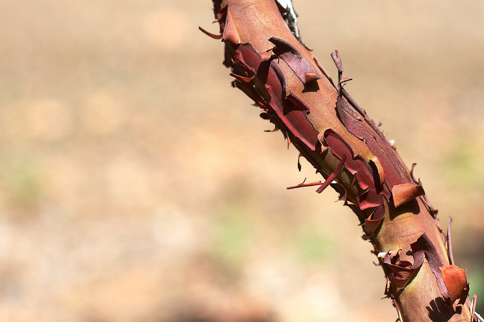 A single manzanita limb, bark peeling from red to pale, lying against soft out-of-focus ground.