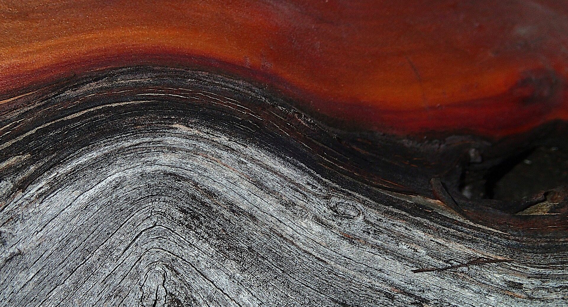 Manzanita heartwood: a band of deep red live bark meeting weathered silver-grey wood, the grain flowing in a long curve between them.