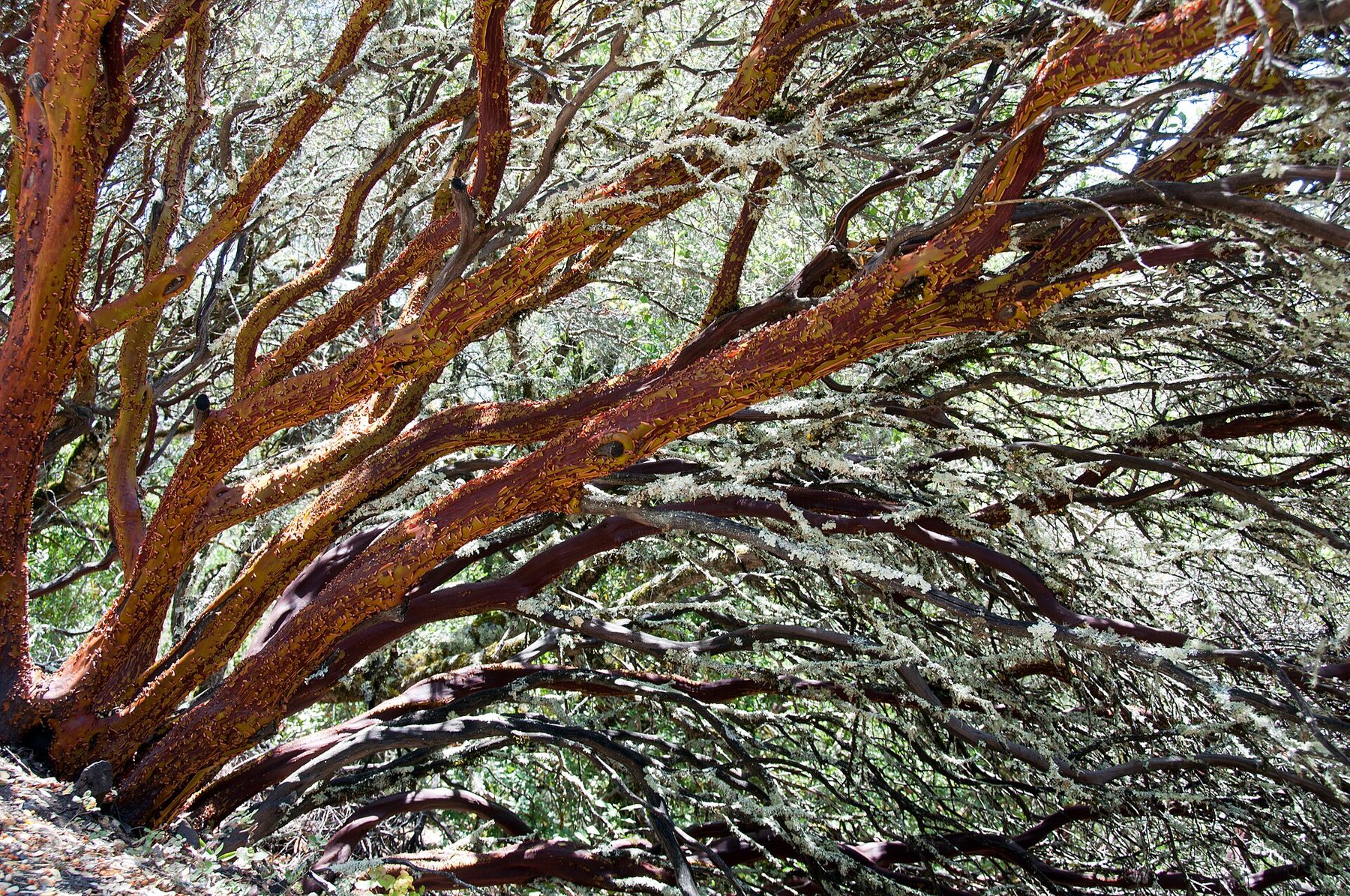 Arching mahogany manzanita limbs spreading against pale foliage and sky.