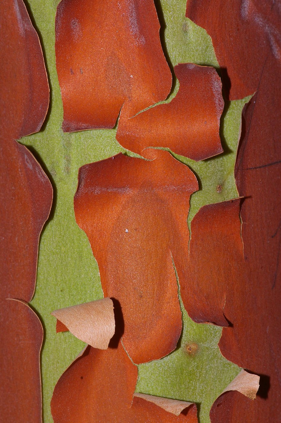 Manzanita bark peeling in curls from deep red to the pale green beneath.