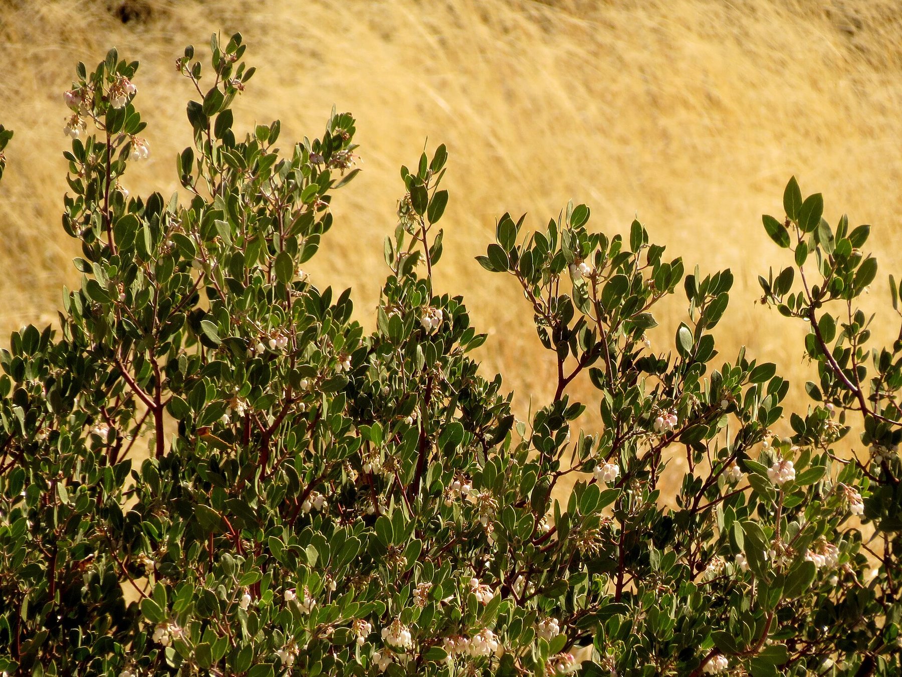 A manzanita stand in low California foothill country, pale glaucous foliage standing above dry gold grass.